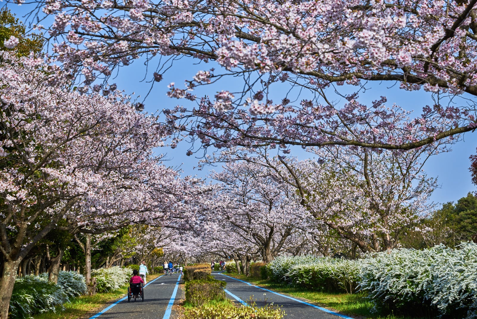 海之中道海濱公園的粉嫩櫻花隧道｜2018/03 北九州/廣島