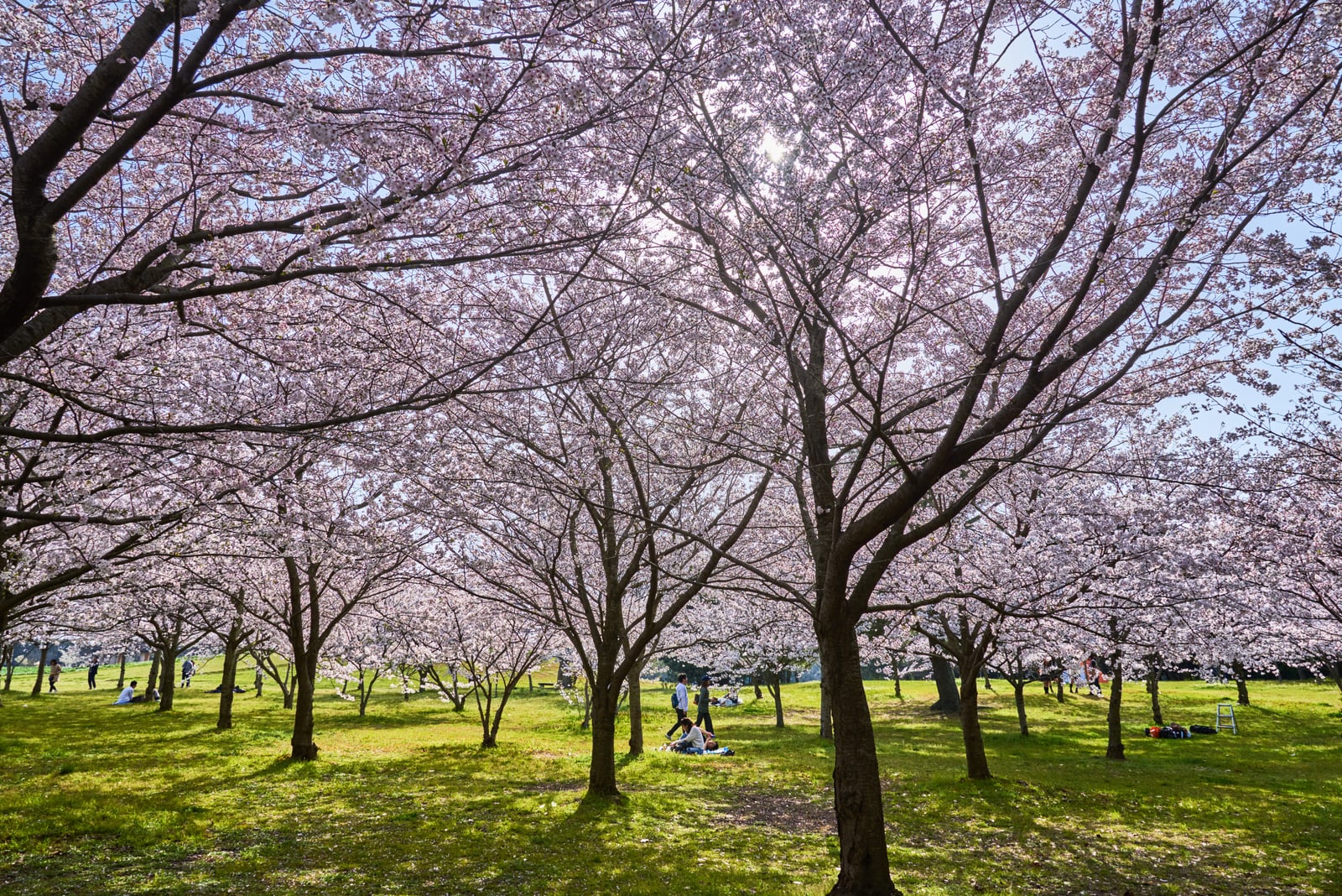 海之中道海濱公園的粉嫩櫻花林｜2018/03 北九州/廣島