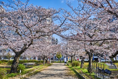 舞鶴公園盛開的櫻花隧道｜2018/03 北九州/廣島