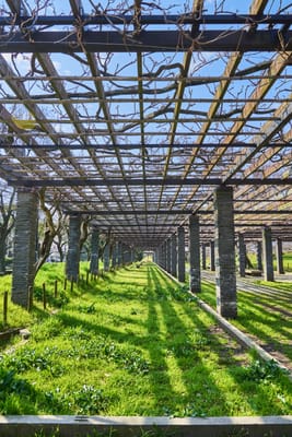 舞鶴公園藤棚下的光影長廊