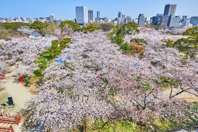 舞鶴公園盛開的粉嫩櫻花海｜2018/03 北九州/廣島