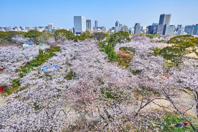 舞鶴公園的粉嫩櫻花海與城市天際線