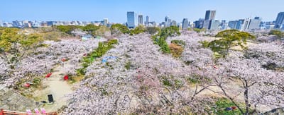 舞鶴公園盛開的粉嫩櫻花海
