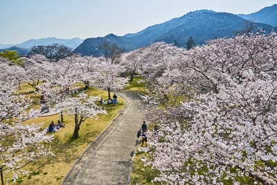 錦帶橋畔的粉嫩櫻花林與春日野餐