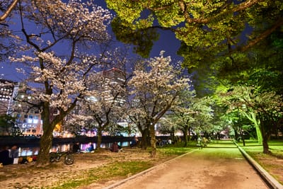 和平紀念公園的夜櫻漫步
