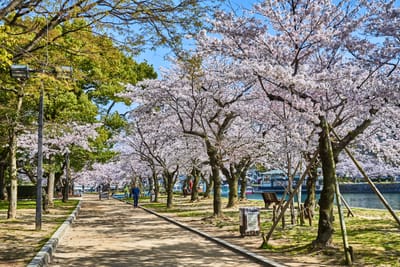 和平紀念公園的春日櫻花步道