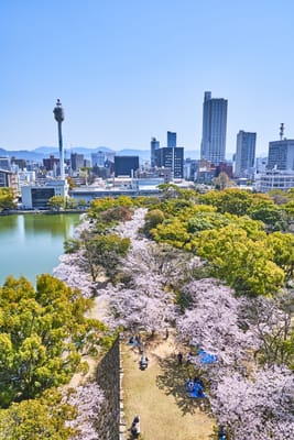 護城河畔的粉嫩櫻花與城市天際線