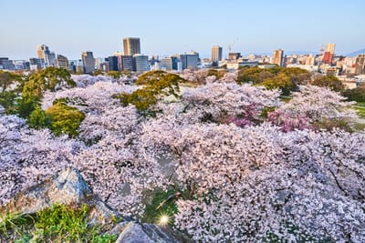 舞鶴公園盛開櫻花與福岡市景
