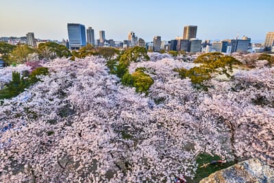 舞鶴公園的粉嫩櫻花海與城市天際線