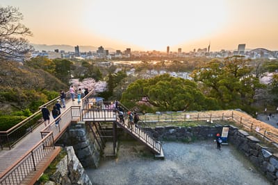 舞鶴公園的夕陽與櫻花盛景