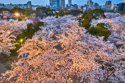 舞鶴公園夜櫻與城市天際線
