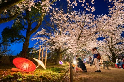 舞鶴公園夜櫻下的浪漫光影