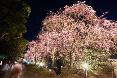 舞鶴公園夜櫻下的古城石垣