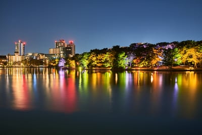 舞鶴公園夜櫻與城市燈火倒影