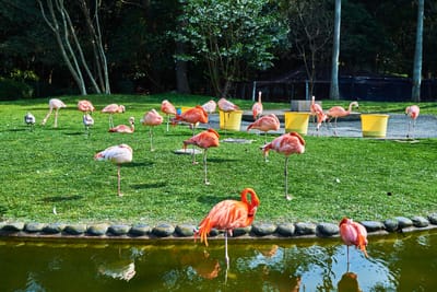 海之中道海濱公園的紅鶴群