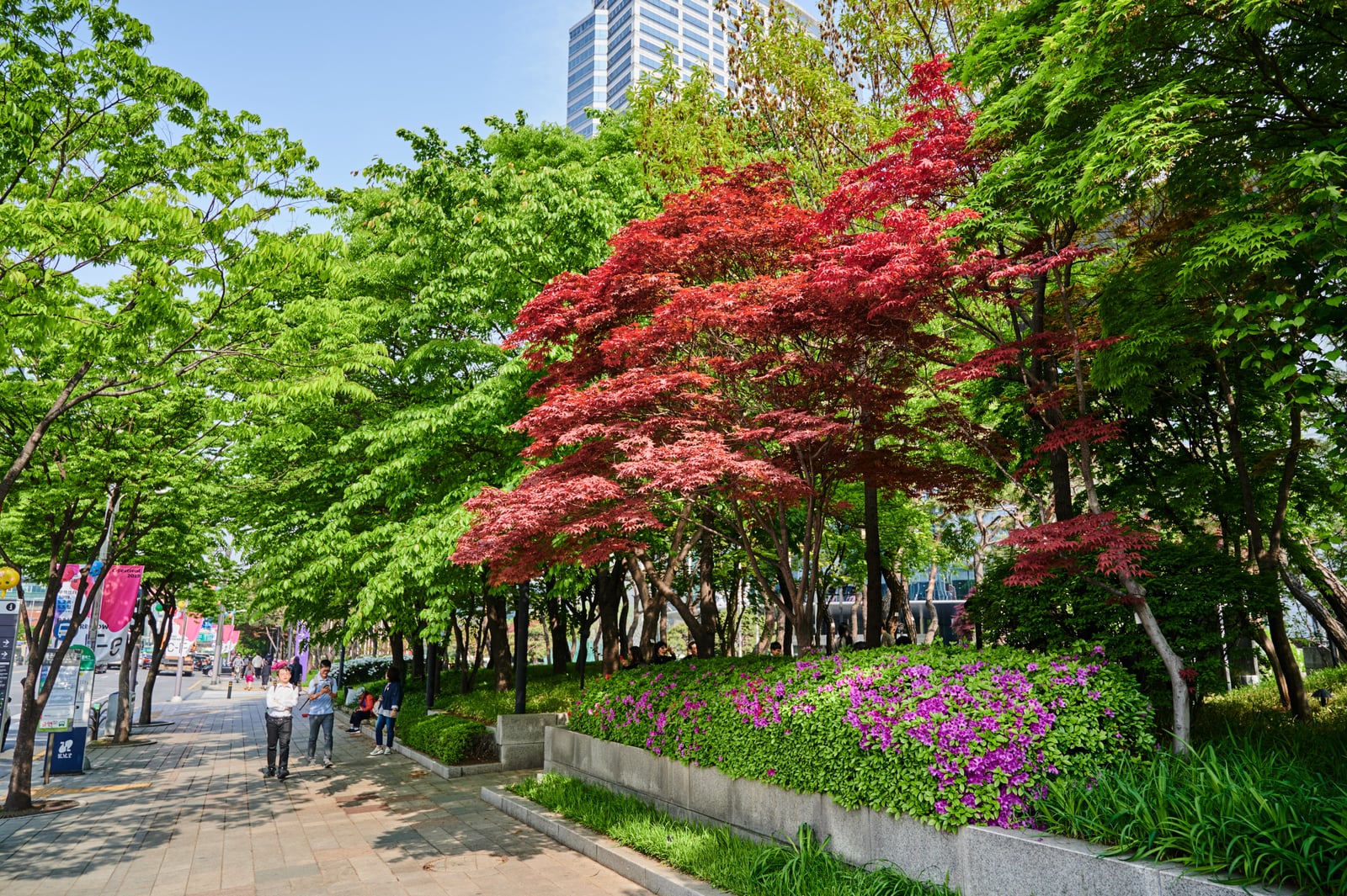 春日街頭的紅葉與紫杜鵑｜2018/04+2019/04 韓國首爾