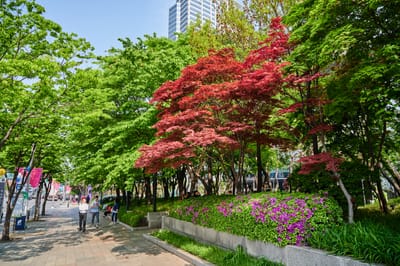 春日街頭的紅葉與紫杜鵑