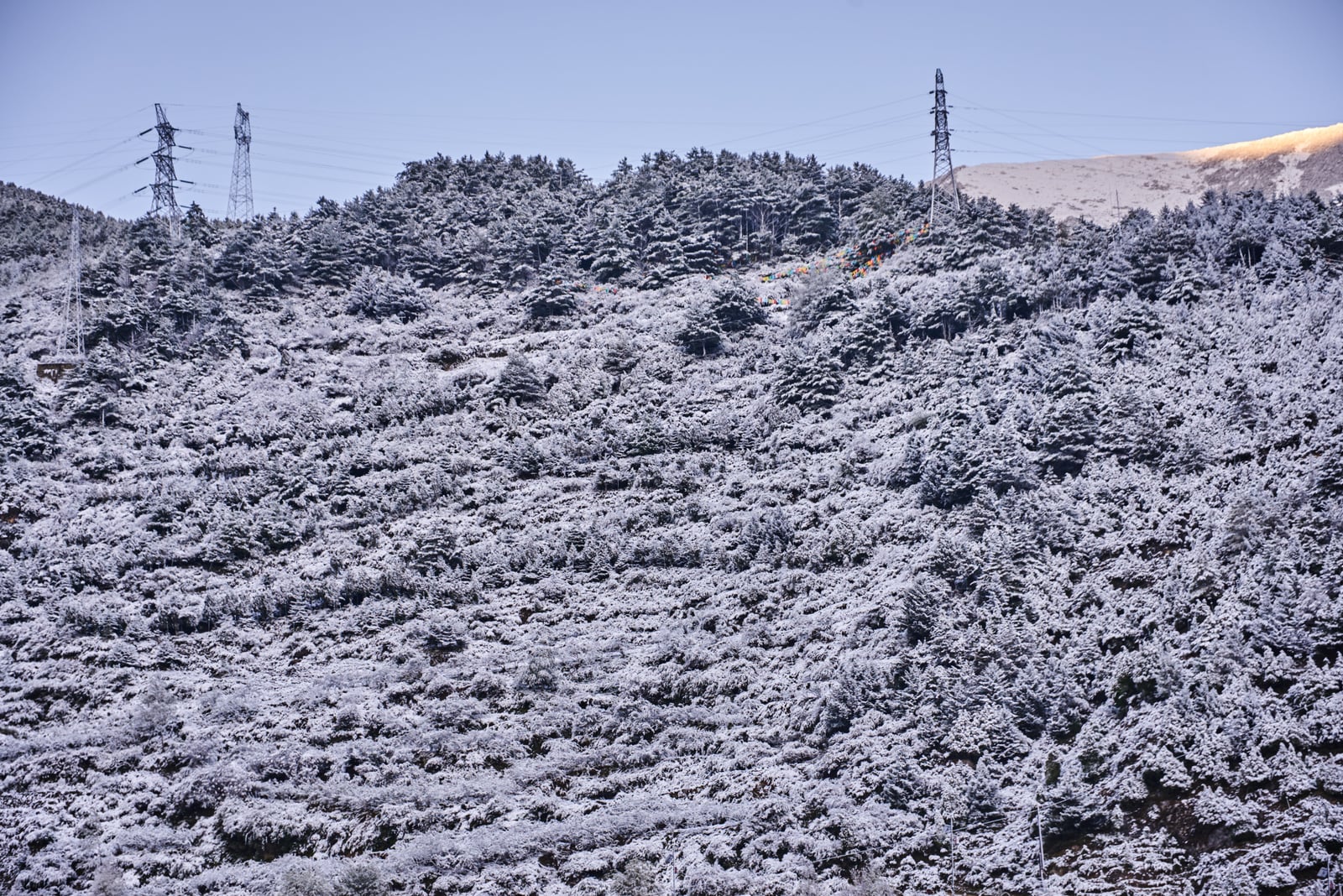 康定山區初雪後的銀白森林｜2018/10 川西與稻城亞丁