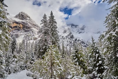 四姑娘山雙橋溝的銀白雪景