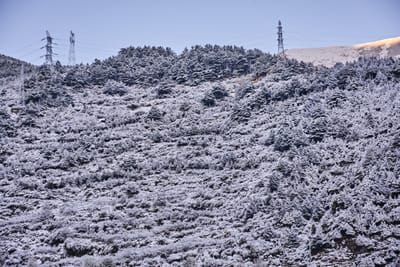 康定山區初雪後的銀白森林
