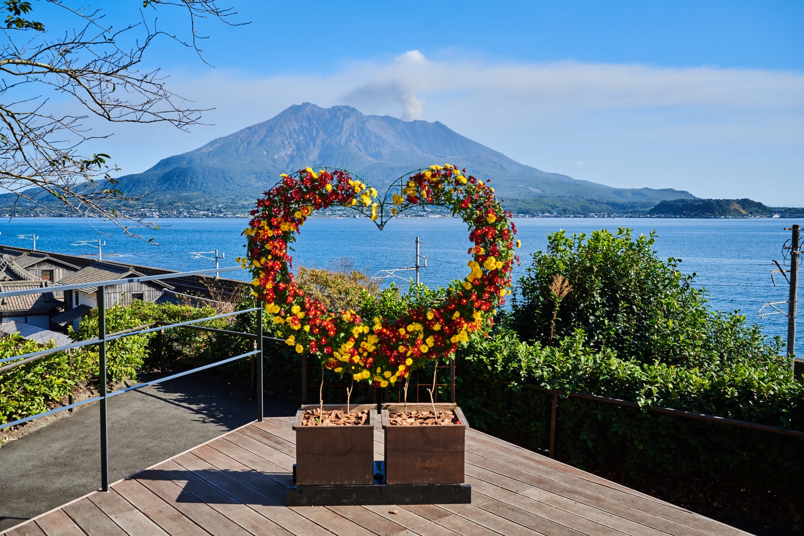 仙巖園花卉愛心與遠眺櫻島火山｜2018/11 南九州