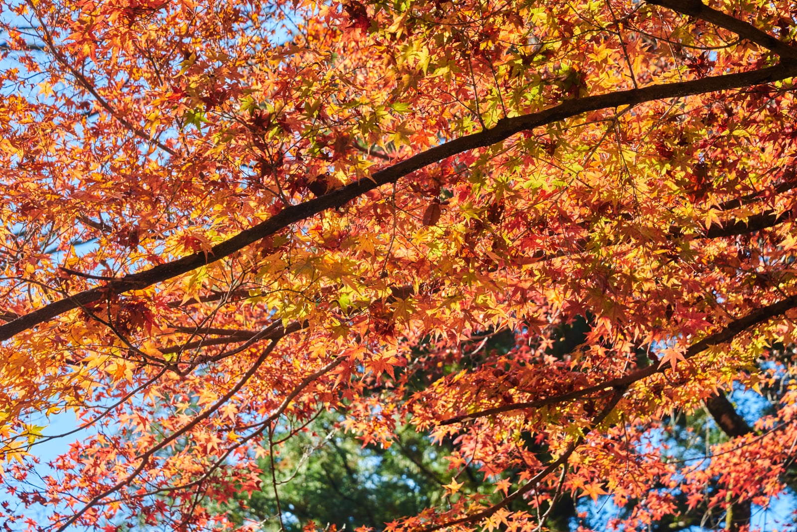 高千穗峽的燦爛楓紅盛景｜2018/11 南九州