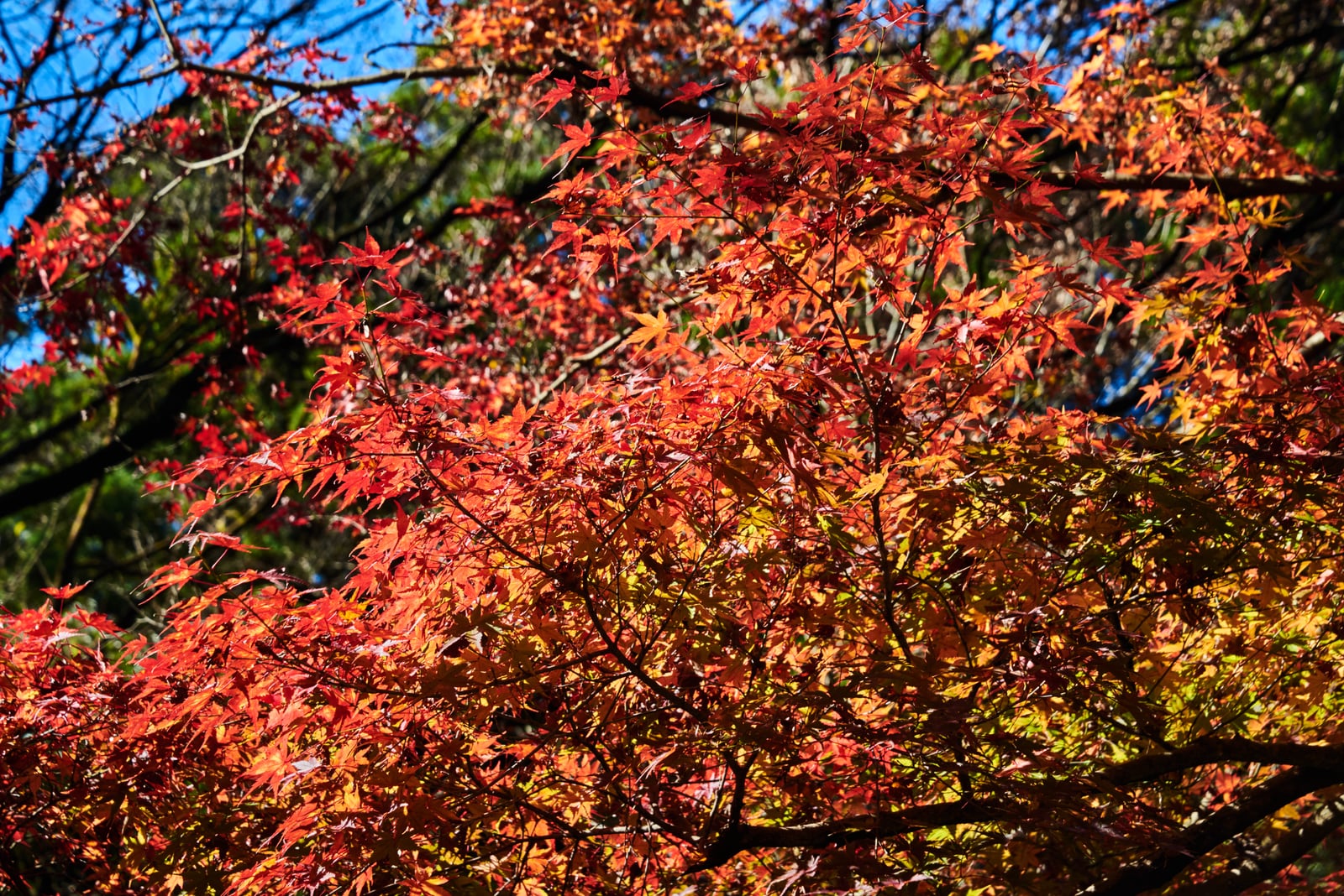 高千穗峽的艷紅楓葉｜2018/11 南九州