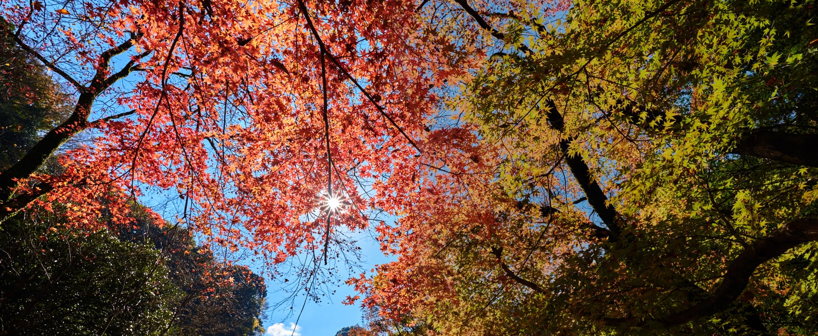 高千穗峽的紅葉與星芒陽光｜2018/11 南九州