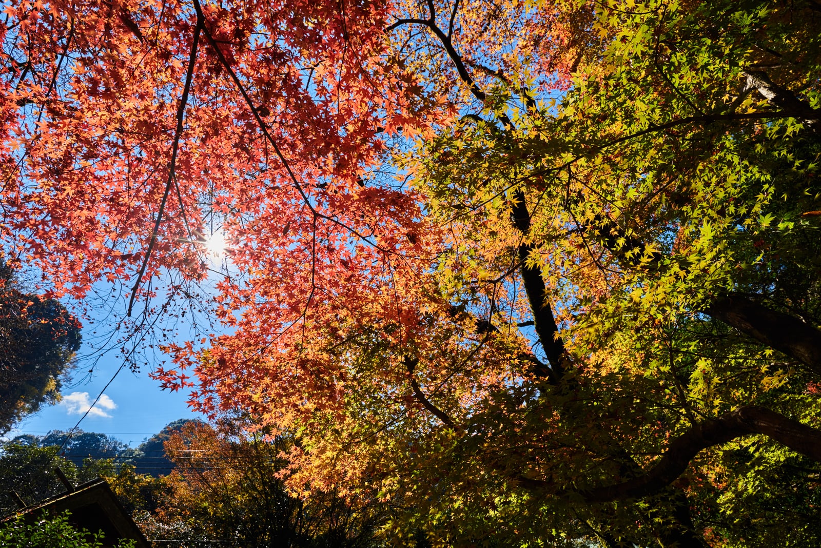 高千穗峽的紅葉與暖陽交織｜2018/11 南九州