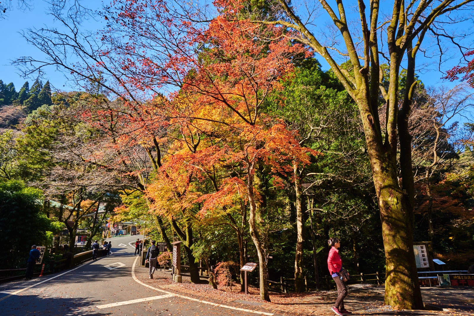 高千穗峽秋日的燦爛楓紅｜2018/11 南九州