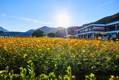 池田湖畔盛開的燦爛黃波斯菊｜2018/11 南九州