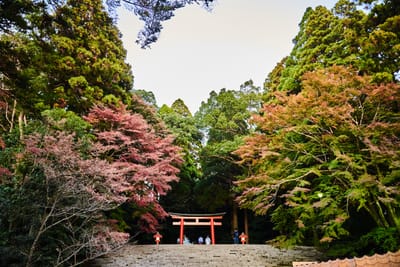 霧島神宮的紅葉參道與朱紅鳥居｜2018/11 南九州