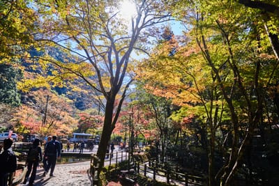高千穗峽的秋日暖陽與紅葉林