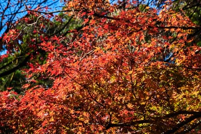 高千穗峽的艷紅楓葉