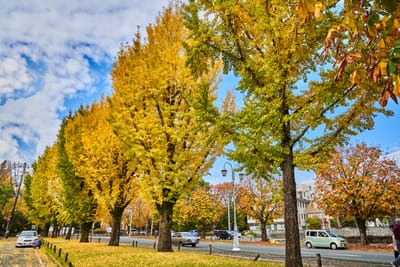 熊本城畔的燦爛銀杏大道