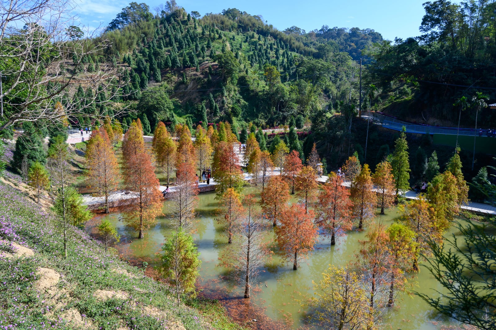 三灣落羽松秘境的冬日暖陽與水岸紅葉｜2019/12 苗栗