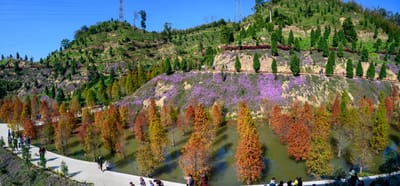 三灣落羽松秘境的冬日紅葉與山坡花海｜2019/12 苗栗