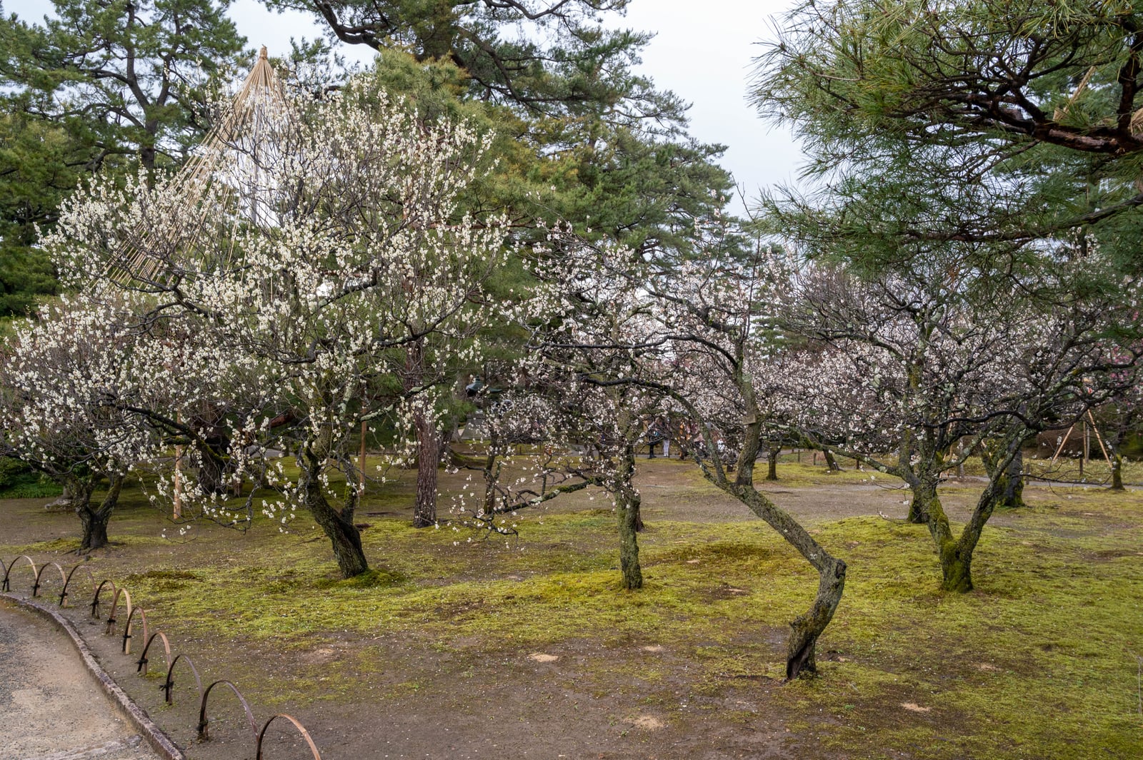 御室之塔庭園中盛開的白梅｜2020/02 合掌村/北陸/名古屋