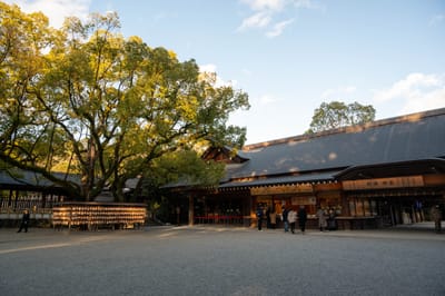 熱田神宮境內的午後暖陽與古木