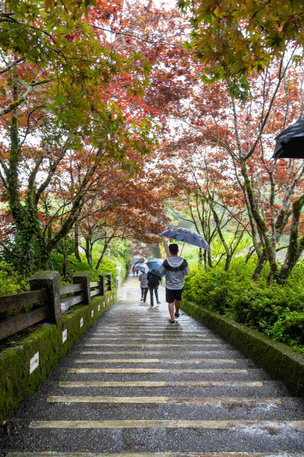 太平山莊紅葉階梯的雨中漫步｜2020/08 宜蘭四日