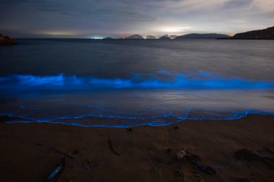 后沃沙灘的夢幻藍眼淚｜2021/05 馬祖八日