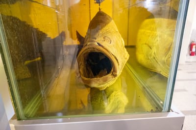 芙蓉澳展示館內的巨大魚類標本