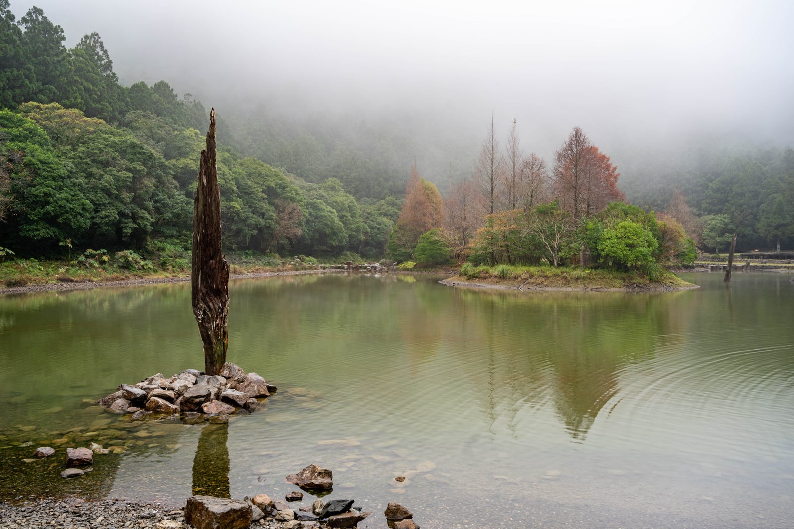 明池湖畔枯木與山林薄霧｜2021/12 大溪拉拉山明池