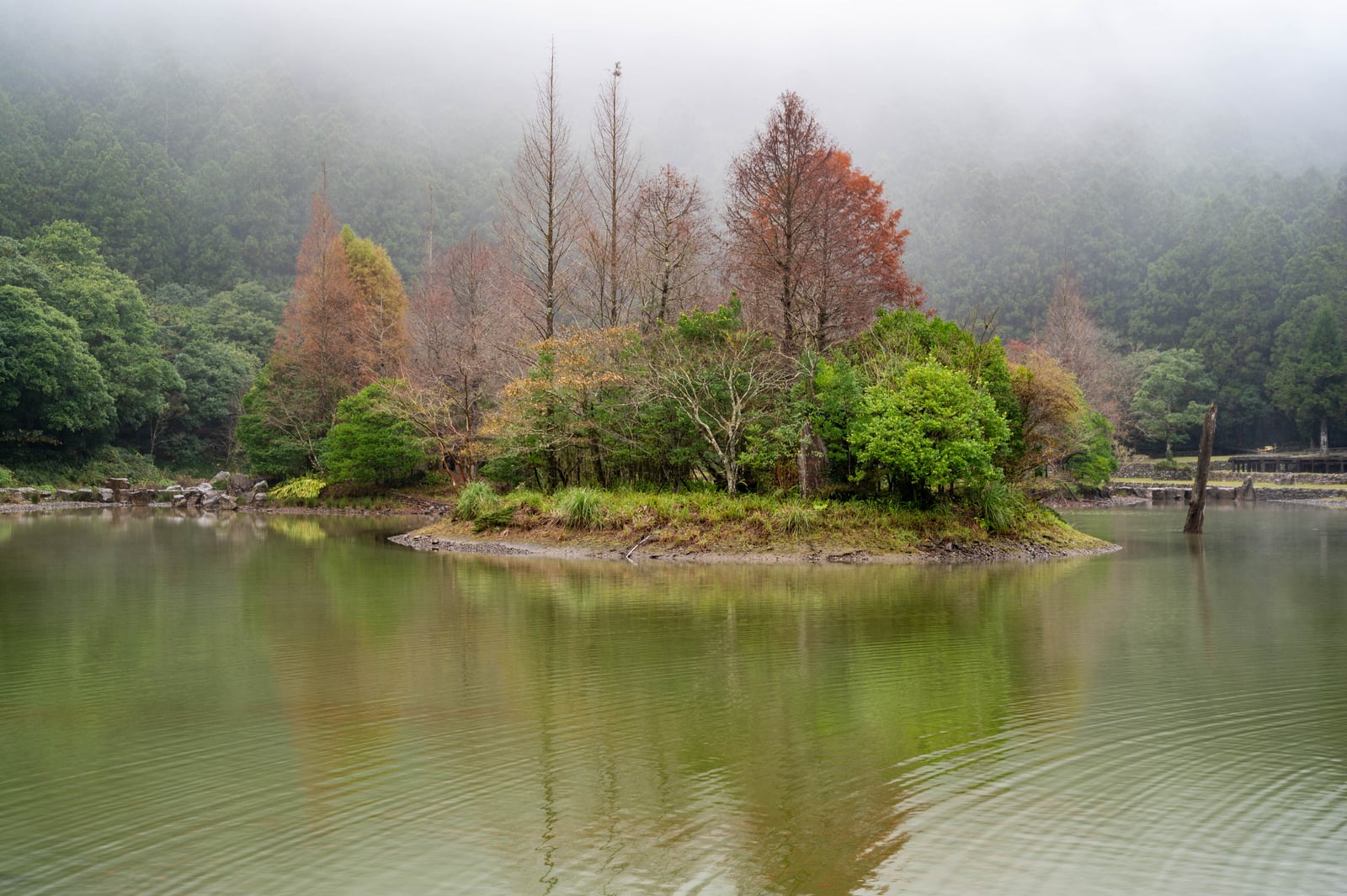 明池湖畔落羽松的迷霧倒影｜2021/12 大溪拉拉山明池