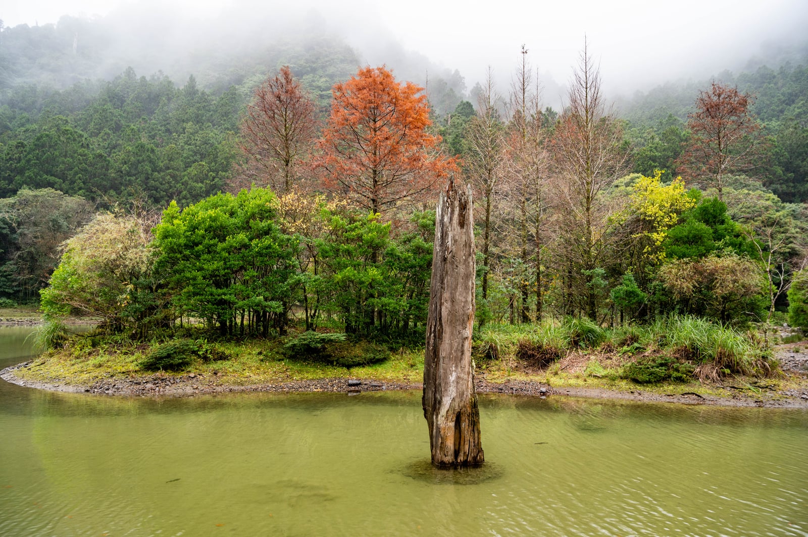 水上亭枯木與湖畔落羽松｜2021/12 大溪拉拉山明池