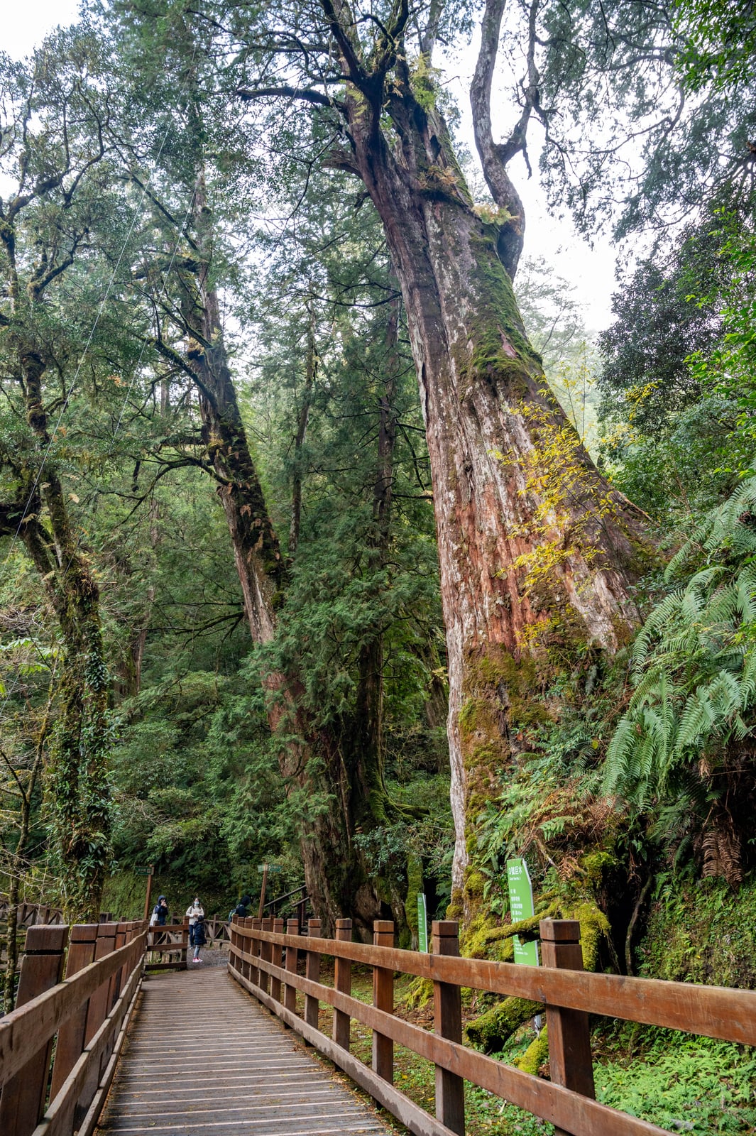 拉拉山神木群步道的高聳巨木｜2021/12 大溪拉拉山明池