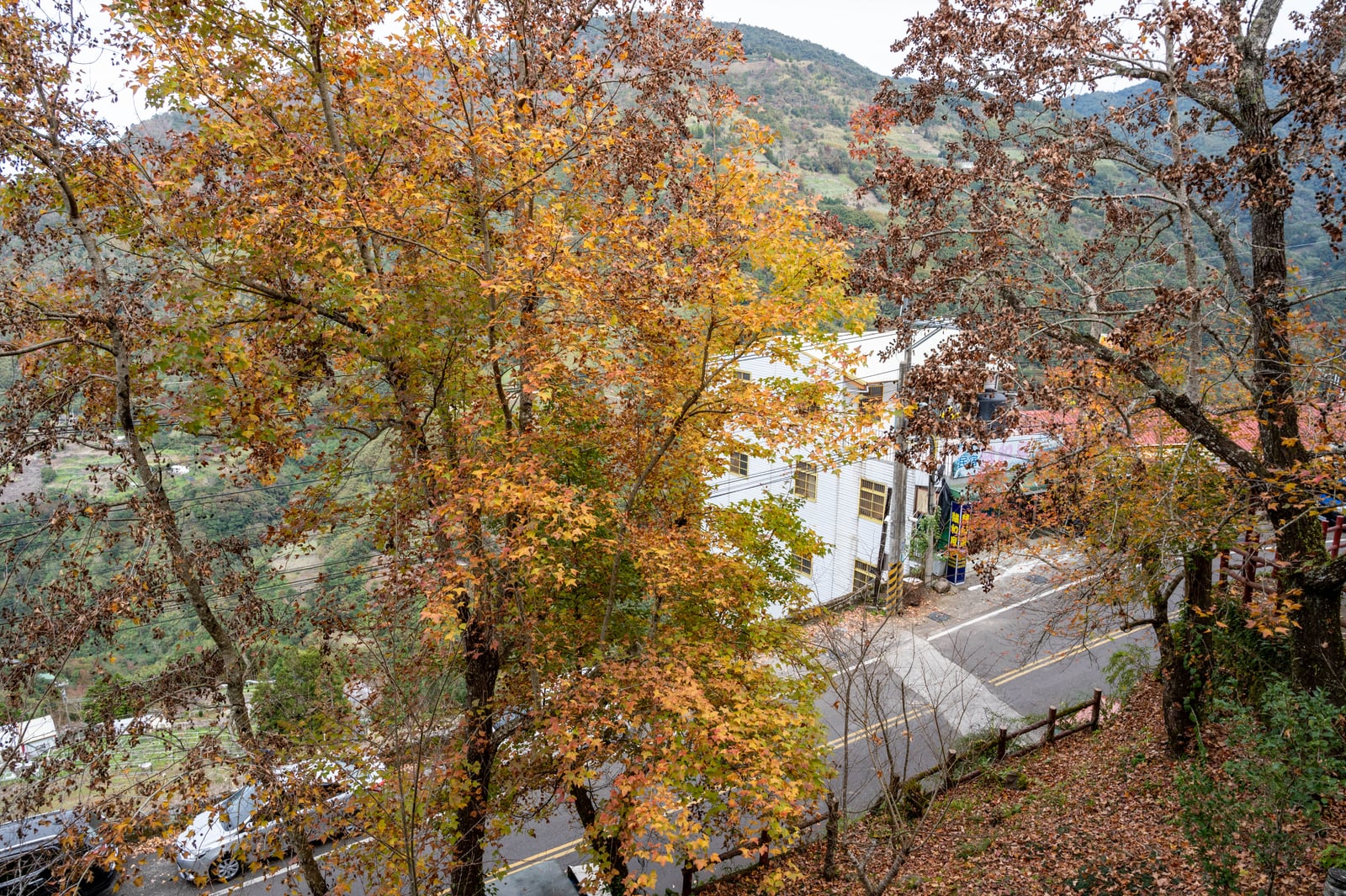 達觀渡假農場金黃秋葉山景｜2021/12 大溪拉拉山明池