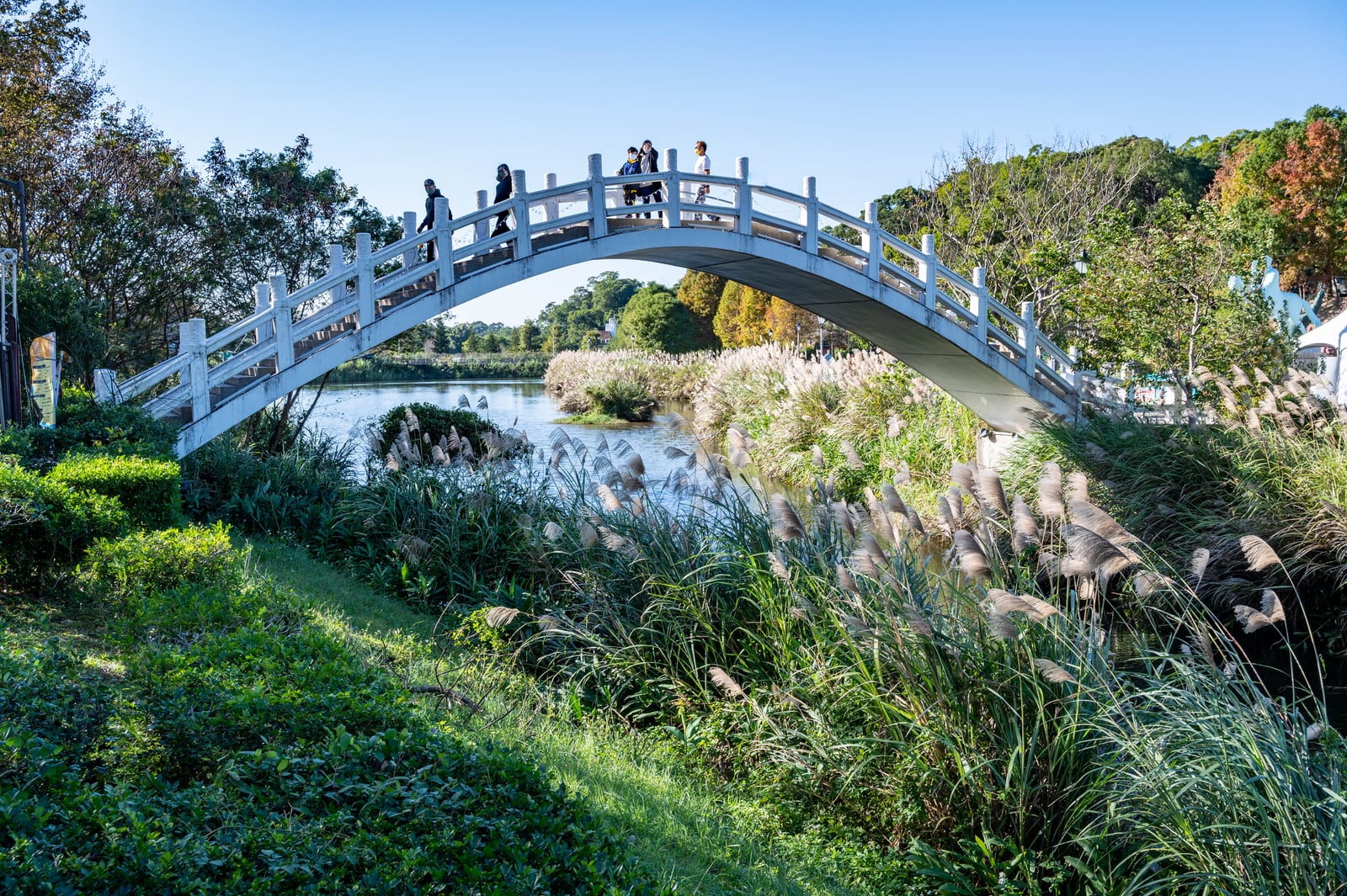 慈湖橋畔的白色拱橋與芒花景致｜2021/12 大溪拉拉山明池