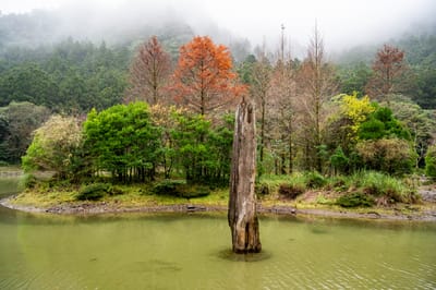 水上亭枯木與湖畔落羽松