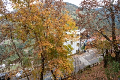 達觀渡假農場金黃秋葉山景｜2021/12 大溪拉拉山明池